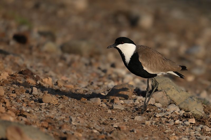 Spur-winged Plover (Vanellus spinosus)