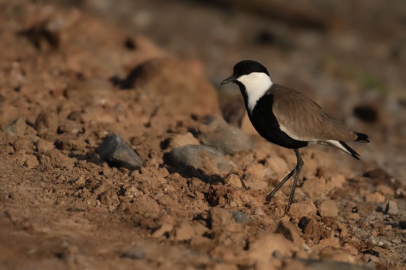 Spur-winged Plover (Vanellus spinosus)