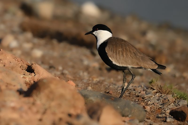 Spur-winged Plover (Vanellus spinosus)