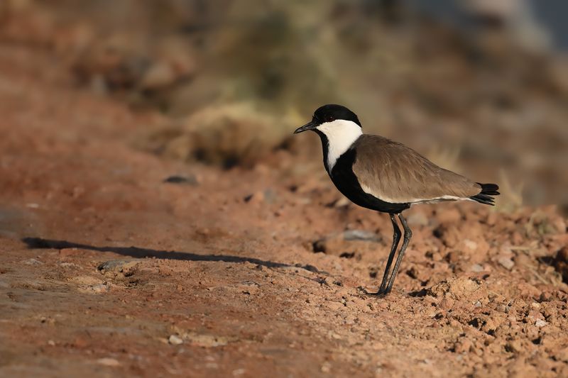 Gallery Spur-winged Plover