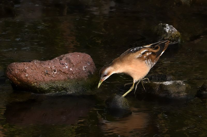 Gallery Little Crake