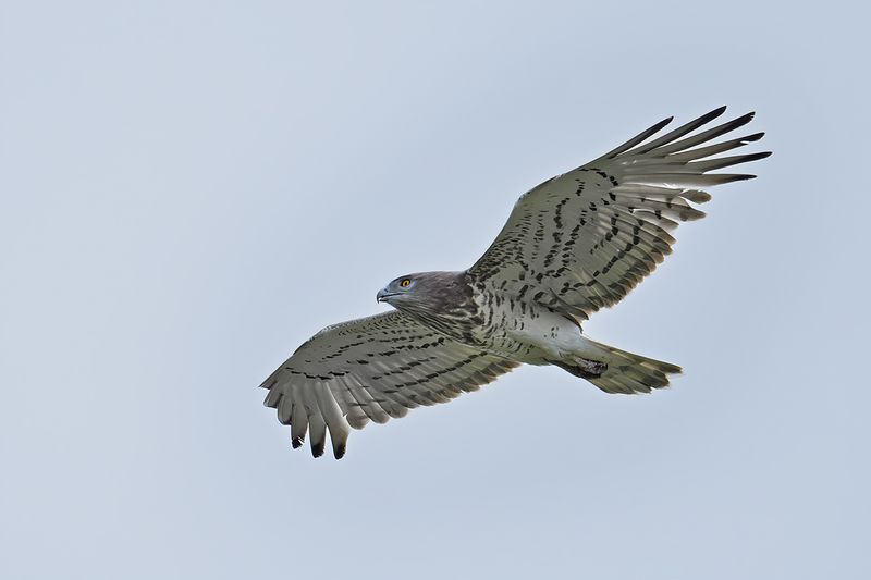 Short-toed Eagle (Circaetus gallicus)