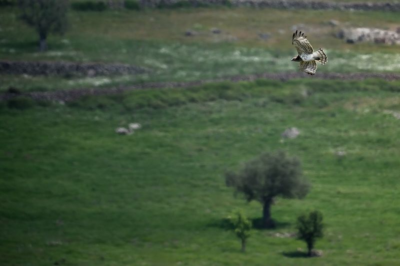 Gallery Short toed Eagle