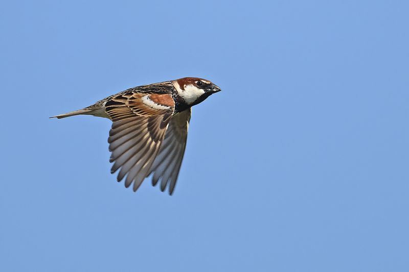 Spanish Sparrow  (Passer hispaniolensis)