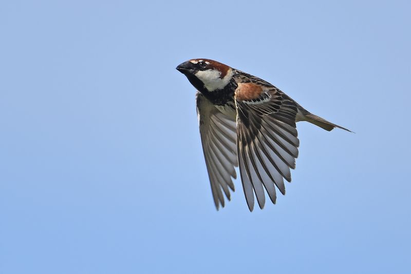 Gallery Spanish Sparrow
