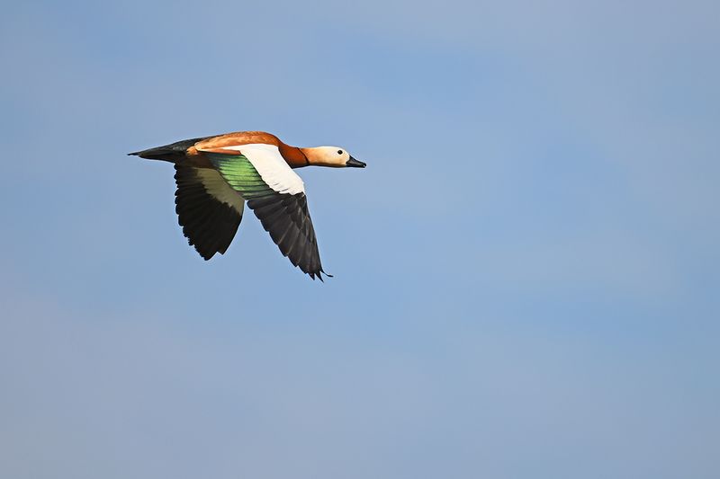 Gallery Ruddy Shelduck