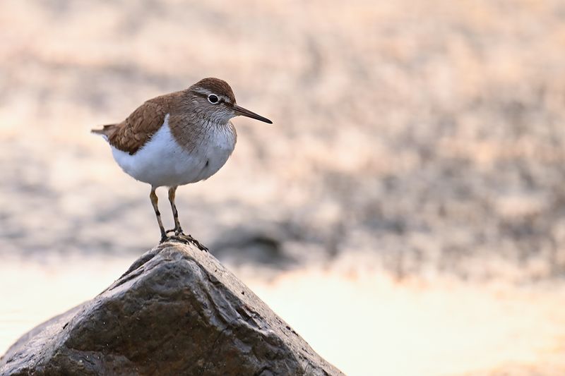 Common Sandpiper (Actitis hypoleucos)