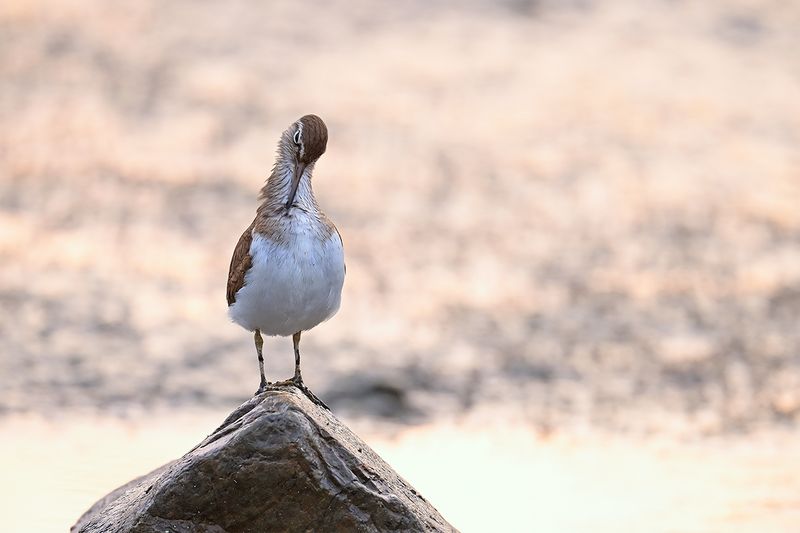 Gallery Common Sandpiper