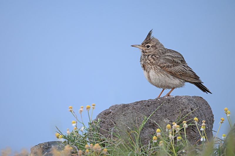 Gallery Crested Lark