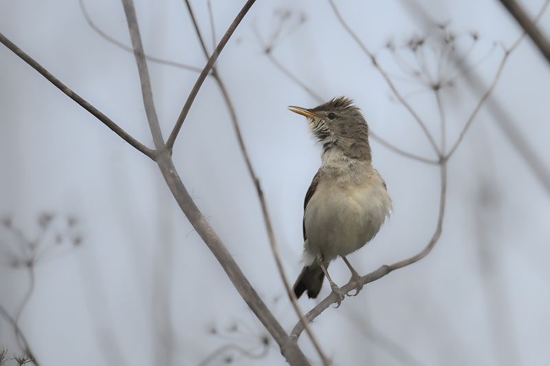 Eastern Olivaceous Warbler - Iduna pallida