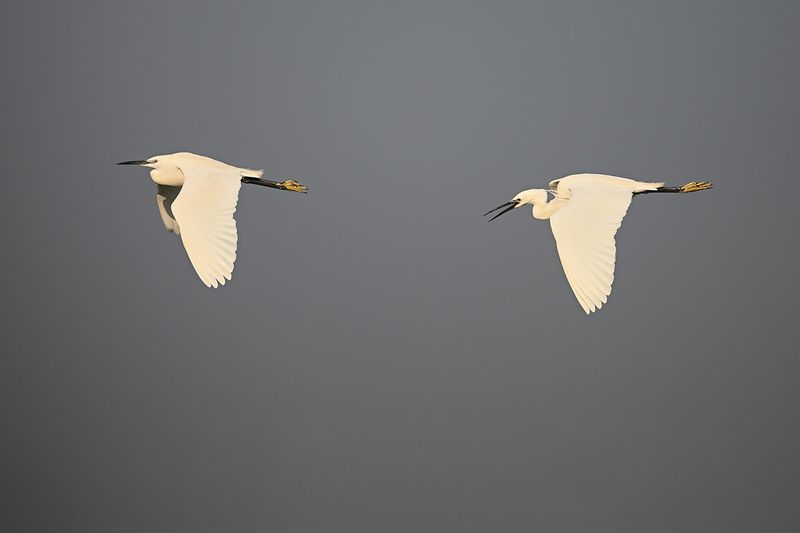 Little Egret (Egreta garzetta)