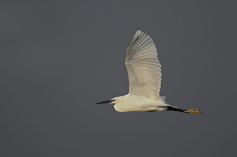 Little Egret (Egreta garzetta)