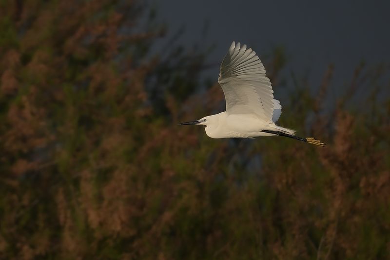 Little Egret (Egreta garzetta)