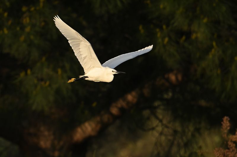 Little Egret (Egreta garzetta)