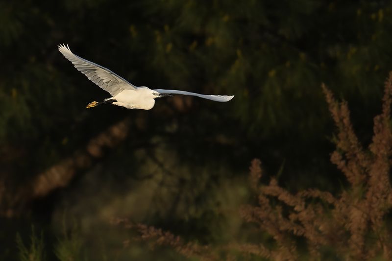 Little Egret (Egreta garzetta)