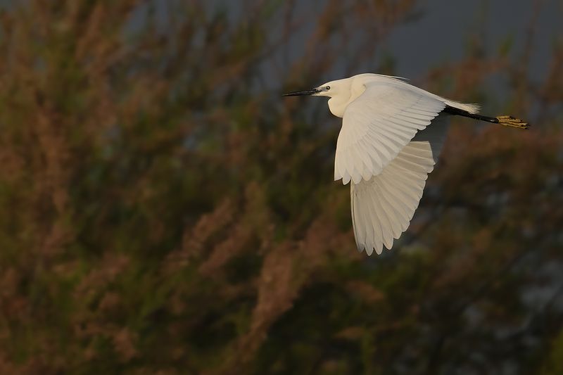 Gallery Little Egret