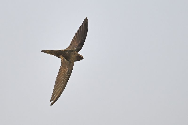 Common Swift (Apus apus)