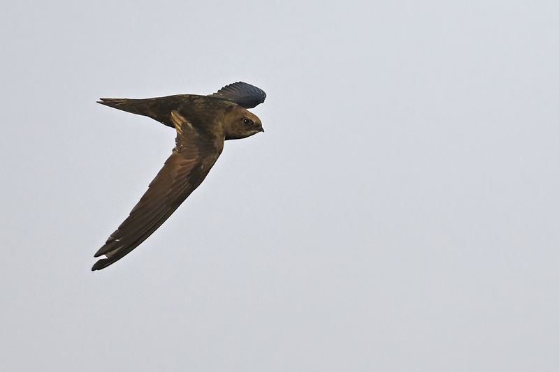 Common Swift (Apus apus)