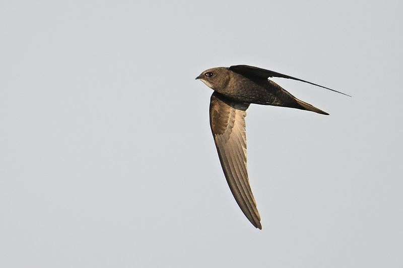 Common Swift (Apus apus)