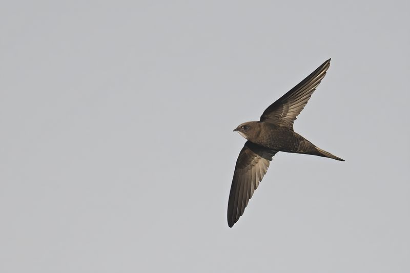 Common Swift (Apus apus)
