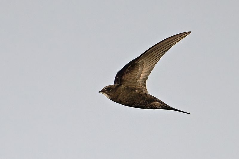 Common Swift (Apus apus)
