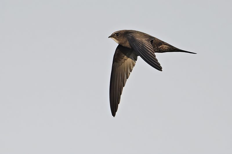 Common Swift (Apus apus)