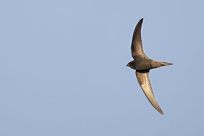 Common Swift (Apus apus)