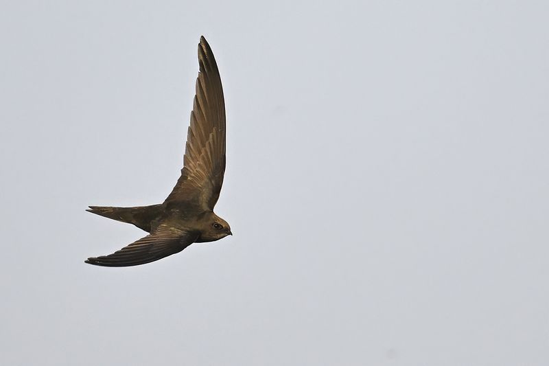 Gallery Eurasian Swift