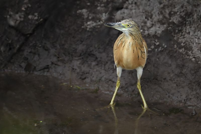 Squacco Heron (Ardeola ralloides)