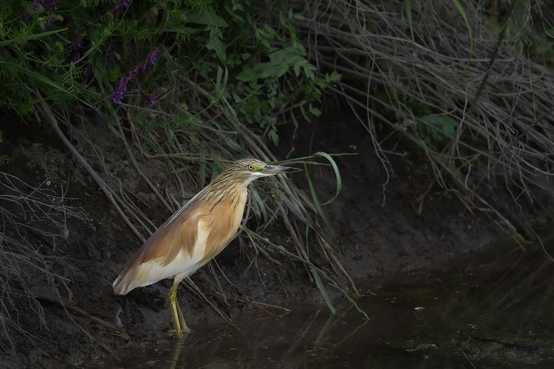 Squacco Heron (Ardeola ralloides)