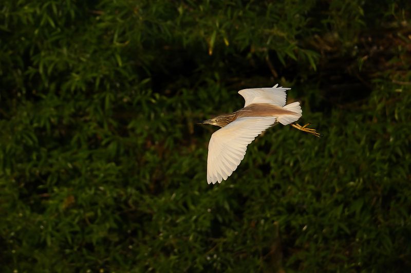 Squacco Heron (Ardeola ralloides)