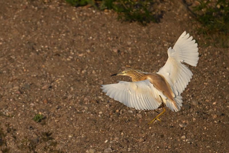 Squacco Heron (Ardeola ralloides)