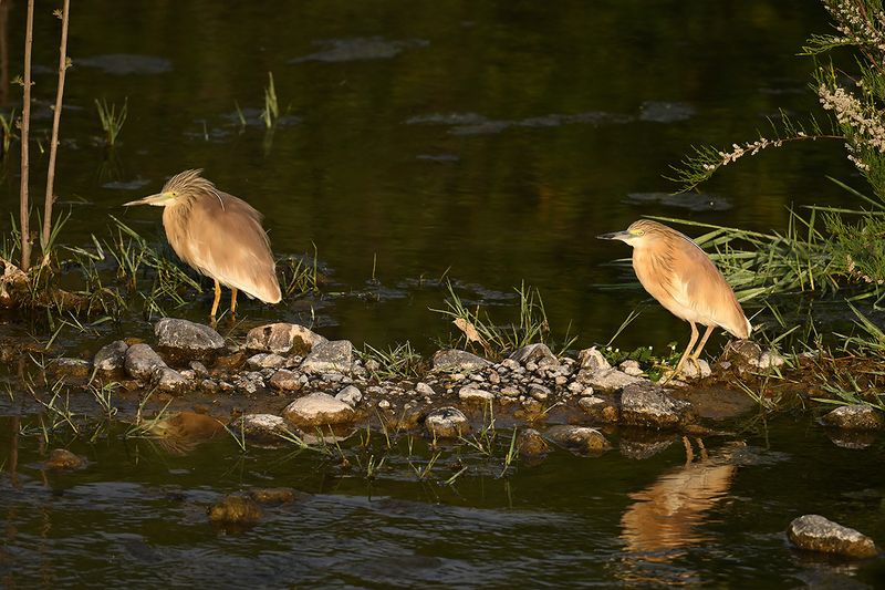 Squacco Heron (Ardeola ralloides)