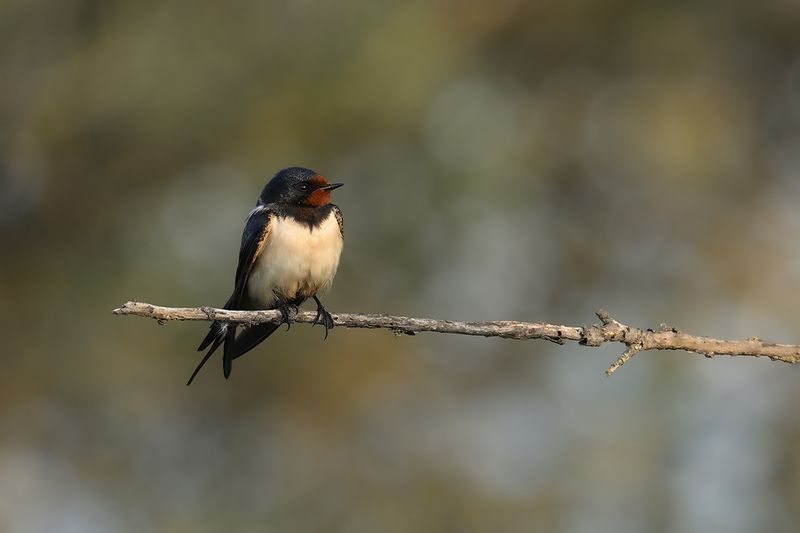 Barn Swallow (Hirundo rustica)