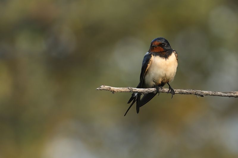 Gallery Barn Swallow (Hirundo rustica)