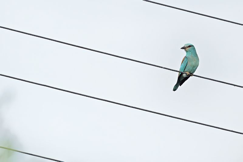 European Roller (Coracias garrulus)