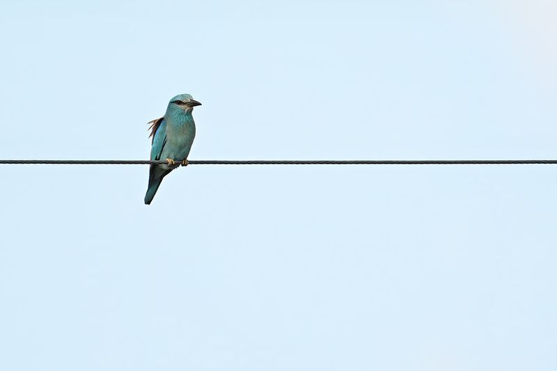 European Roller (Coracias garrulus)