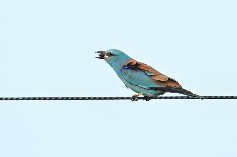 European Roller (Coracias garrulus)