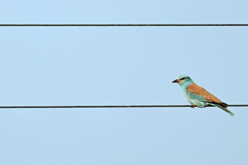 European Roller (Coracias garrulus)