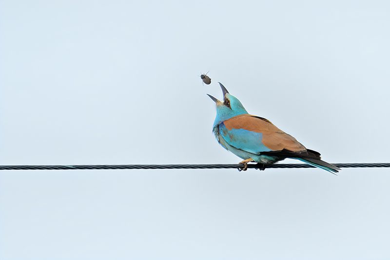 Roller