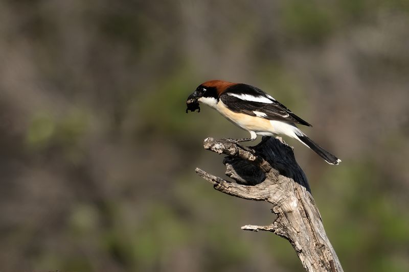 Woodchat Shrike (Lanius senator)