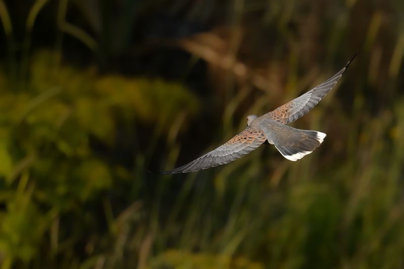 European Turtle Dove (Streptopelia turtur)