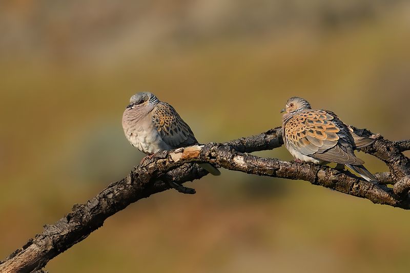 European Turtle Dove (Streptopelia turtur)