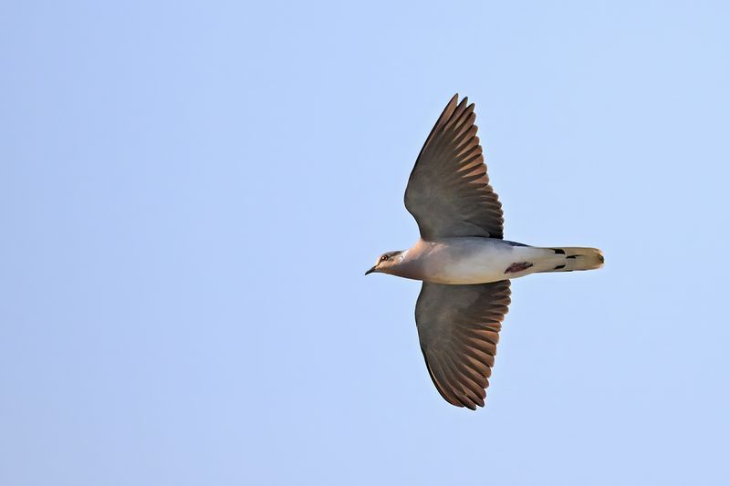 European Turtle Dove (Streptopelia turtur)