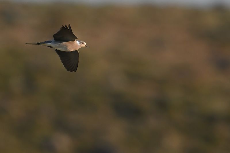 European Turtle Dove (Streptopelia turtur)