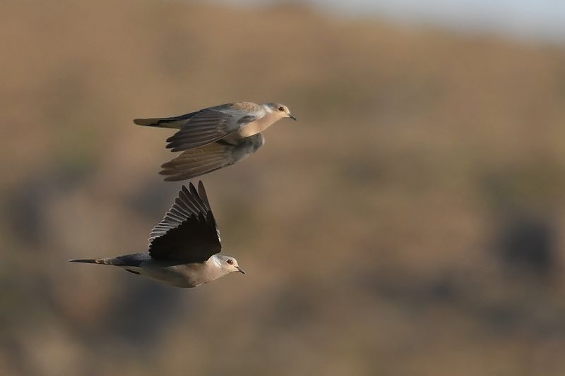 European Turtle Dove (Streptopelia turtur)