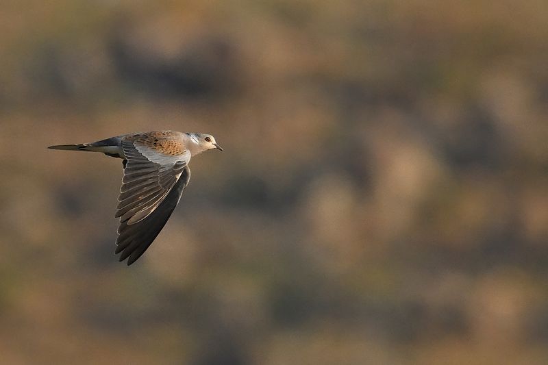 European Turtle Dove (Streptopelia turtur)