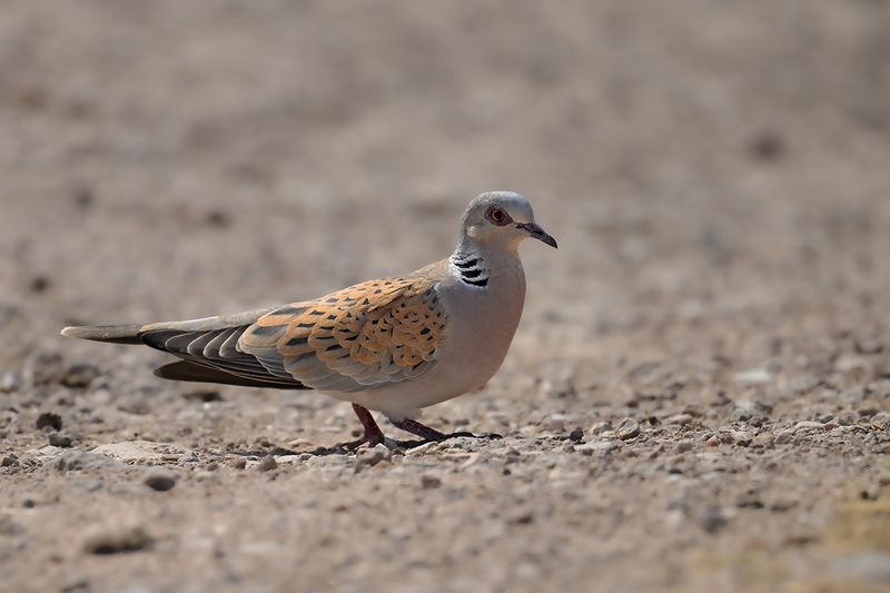European Turtle Dove (Streptopelia turtur)