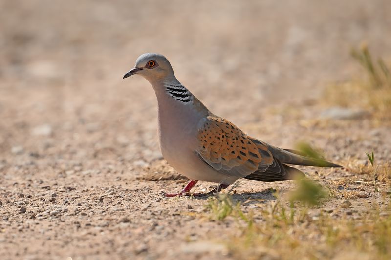 European Turtle Dove (Streptopelia turtur)