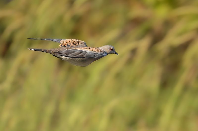 European Turtle Dove (Streptopelia turtur)